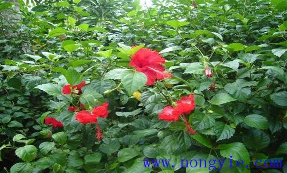 盆栽扶?；ㄔ趺答B(yǎng)才能開好花