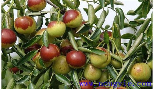 氮、磷、鉀是棗樹(shù)最重要的生產(chǎn)元素