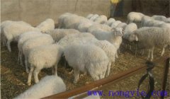 羊壞死桿菌病的癥狀有哪些，如何診斷與治療