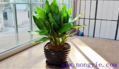 觀音竹怎么養(yǎng)才能長得好,關注這四點就夠了