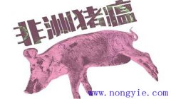 非洲豬瘟什么癥狀 非洲豬瘟的防控措施、要點
