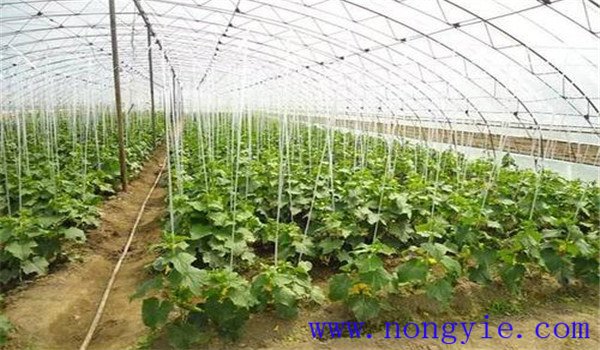 如何合理施用氮肥，施氮肥注意什么