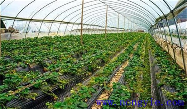 大棚濕度大怎么處理、如何除濕