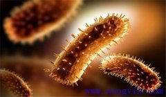 羊衣原體感染是什么病，用什么藥治療