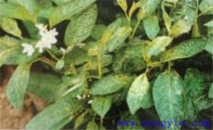 人參黑斑病的癥狀特征、發(fā)病規(guī)律與防治方法