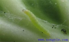 吊絲蟲的危害有哪些 吊絲蟲用什么農(nóng)藥防治最好