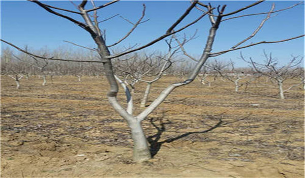 延遲發(fā)芽，減輕霜凍程度