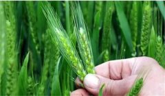 小麥揚花期能澆水嗎?小麥揚花期是什么時間