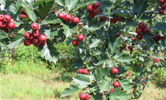 對(duì)山楂樹適時(shí)施肥