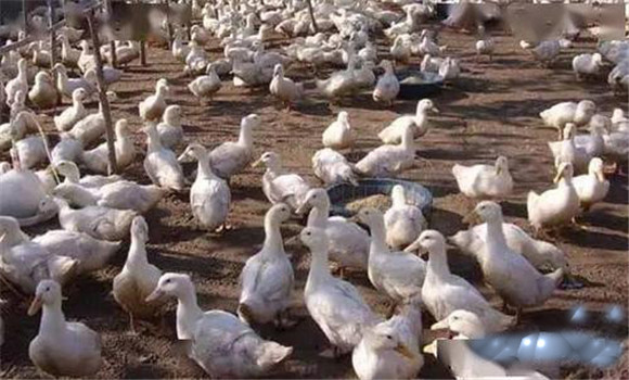育成鴨的光照控制方法