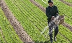 小麥紋枯病的防治方法