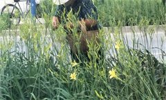 萱草要怎樣施肥?萱草的水肥管理