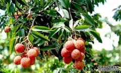 荔枝需要什么種植環(huán)境？荔枝種植技術(shù)有什么？