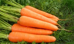 胡蘿卜的功效與作用？如何防治胡蘿卜軟腐病？