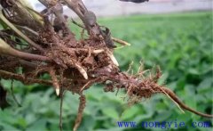 丹參根腐病的癥狀與預(yù)防方法，用什么藥防治？