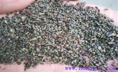 丹參繁殖育苗方法有幾種，分別怎樣繁殖？