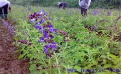 丹參主要病蟲害有哪些，如何防治？