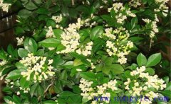 冬季九里香如何種植？該注意哪些環(huán)境因素？