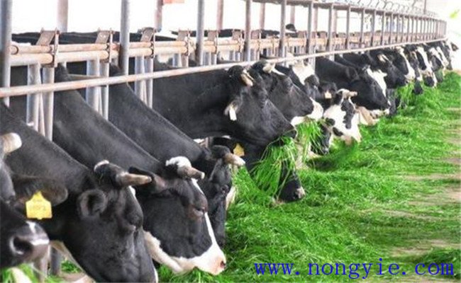 奶牛飼喂青飼料、多汁飼料應(yīng)注意哪些問(wèn)題