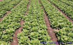 種植生菜如何施肥?生菜施肥方法簡介