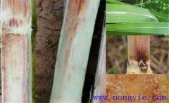 甘蔗赤腐病的主要癥狀、發(fā)病規(guī)律與防治方法