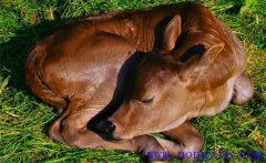 初生犢牛常見病有哪些，如何防治？