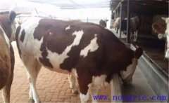 育肥肉牛的兩種補充飼料:糖化飼料與發(fā)芽飼料