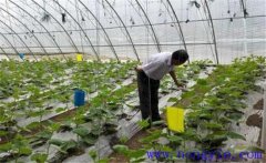 大棚蔬菜如何使用沖施肥，施用時要注意什么