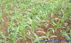 噴施玉米除草劑多久草會(huì)死 除草劑過量了怎么辦