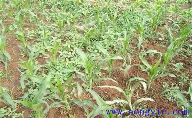 噴施玉米除草劑多久草會(huì)死