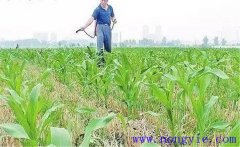 怎樣使用玉米除草劑，有哪些需注意事項(xiàng)？