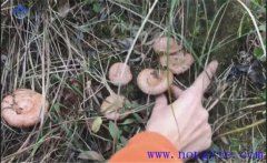 樅樹菌幾月份才有？樅樹菌的營養(yǎng)價(jià)值 如何保存