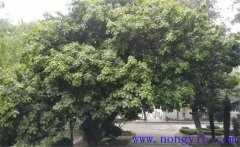 紫楠是常綠還是落葉植物，紫楠樹簡介