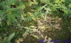 油菜病害有哪些？油菜病蟲害防治技術(shù)