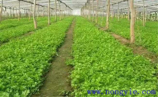 芹菜的播種時間與方法