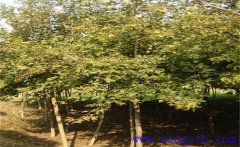 楓香是常綠還是落葉植物？楓香的生態(tài)習(xí)性簡(jiǎn)介