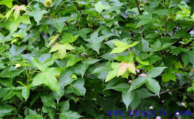 楓香的變種、變型及品種