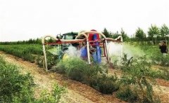 枸杞是如何施肥的，枸杞施肥該注意哪些問題？