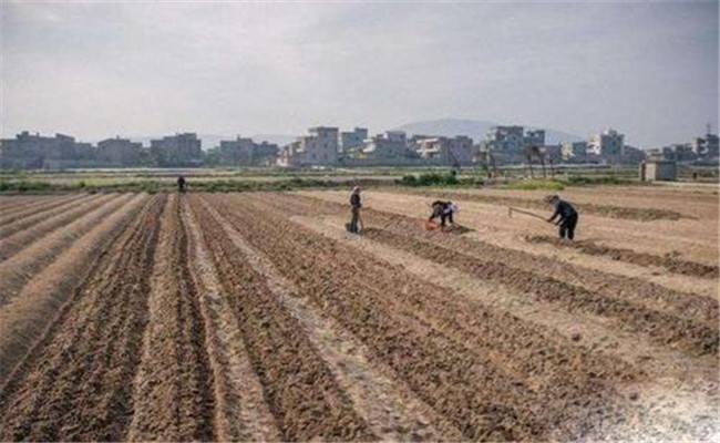 整地對(duì)玉米有哪些作用