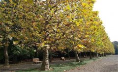 懸鈴木和梧桐的區(qū)別是什么?懸鈴木簡(jiǎn)介