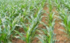 怎樣根據(jù)玉米需肥規(guī)律分次追肥、施肥？