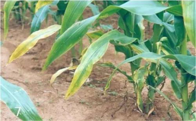 玉米缺肥癥狀及矯正技術