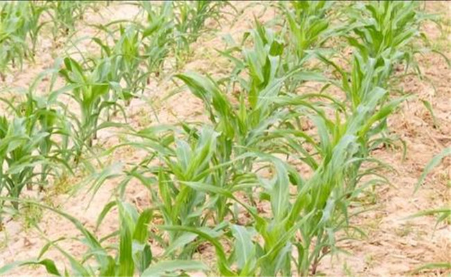 秋種甜玉米高產(chǎn)栽培技術