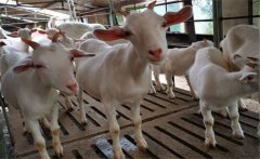 肉羊胃腸炎的主要癥狀，肉羊胃腸炎的治療方法