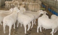 肉羊?；寄膸最惣膊? /></a>
            <a href=