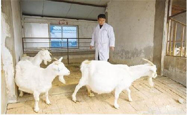 加強(qiáng)種用公、母羊的選育