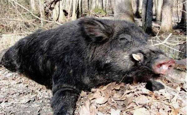 野豬會(huì)冬眠嗎？