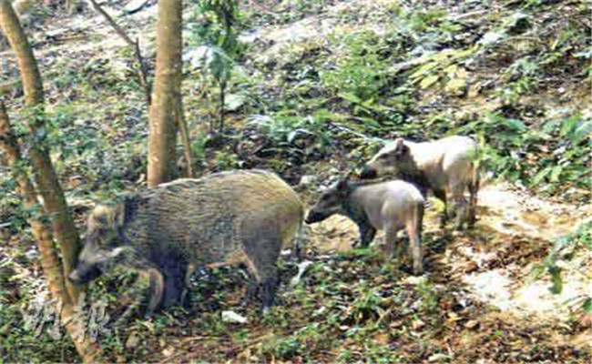 野豬常走固定路線(xiàn)嗎？