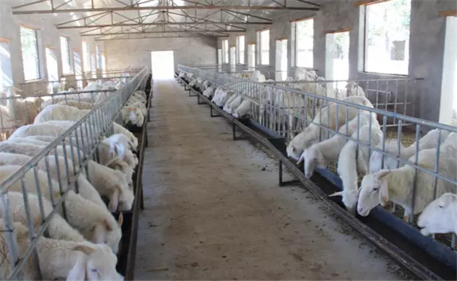 舍飼養(yǎng)羊技術(shù)的幾個必知要點(diǎn)