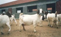 適用于肉羊育肥的添加劑有哪些？